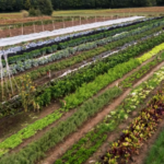 Agroécologie vs agriculture biologique